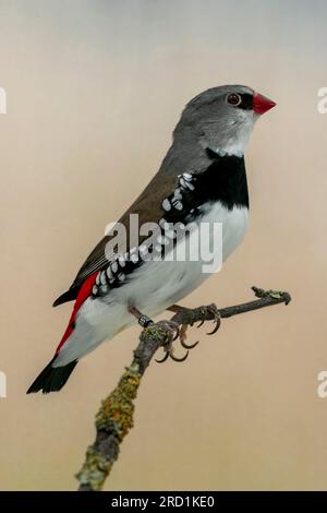 Diamantenfiliale (Stagonopleura guttata) Foto in meiner selbst gemachten Fotobox, Vogel in Gefangenschaft Stockfoto