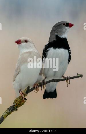 Diamantenfiliale (Stagonopleura guttata) Foto in meiner selbst gemachten Fotobox, Vogel in Gefangenschaft Stockfoto