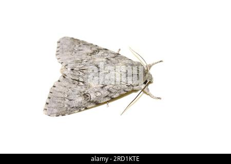 Acronicta americana amerikanische Dolchmotte Stockfoto