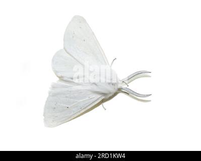 Männliche Spilosoma virginica Virginia Tigermotte auf weißem Hintergrund Stockfoto