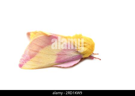 Dryocampa rubicunda die rosa-gelbe Ahornmotte auf weißem Hintergrund Stockfoto