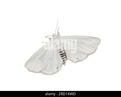 Weibliche Spilosoma virginica Virginia Tigermotte auf weißem Hintergrund Stockfoto