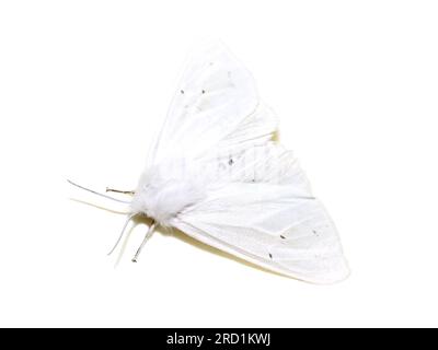 Weibliche Spilosoma virginica Virginia Tigermotte auf weißem Hintergrund Stockfoto