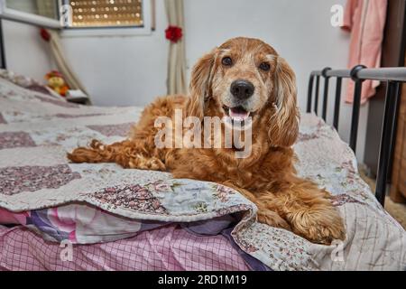 Gemütlicher Hundeausflug, englischer Cocker Spaniel auf dem Bett. Stockfoto
