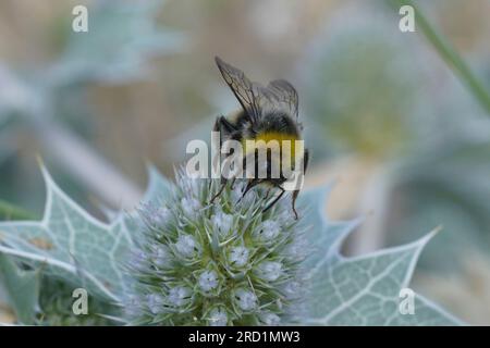 Nahaufnahme auf einer haarigen Hummel mit weißem Schwanz, Bombus lucorum auf einer blauen Küsteneryngo-Blume Stockfoto