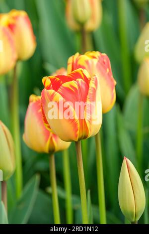 Tulip Banjo Luka, Tulipa Banjo Luka, Darwin Hybrid Tulip, Banjo Luka, gelbe Blütenblätter mit roten Streifen Stockfoto