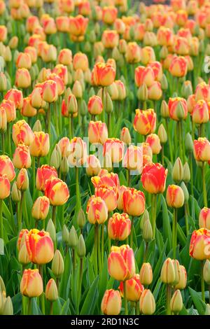 Tulip Banjo Luka, Tulipa Banjo Luka, Darwin Hybrid Tulip, Banjo Luka, gelbe Blütenblätter mit roten Streifen Stockfoto