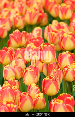 Tulip Banjo Luka, Tulipa Banjo Luka, Darwin Hybrid Tulip, Banjo Luka, gelbe Blütenblätter mit roten Streifen Stockfoto