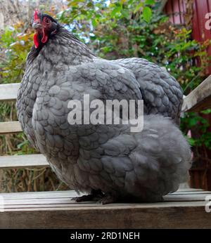 Blaues Orpington-Huhn (Blaues Orpington-Huhn) Stockfoto