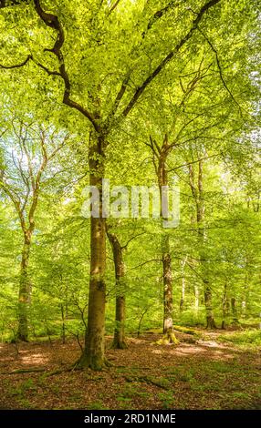 Geografie/Reise, Deutschland, Hessen, Niedernhausen, ADDITIONAL-RIGHTS-CLEARANCE-INFO-NOT-AVAILABLE Stockfoto