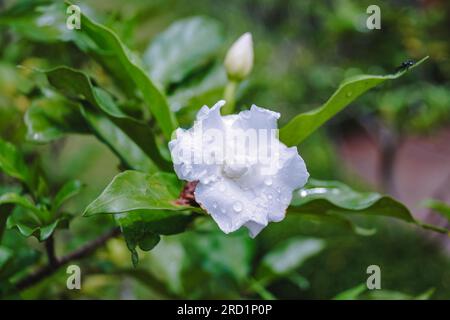 Foto von Crape Jasmine mit Wassertropfen auf den Blütenblättern. Aufgenommen in Chiang Mai, Thailand, 2016. Stockfoto