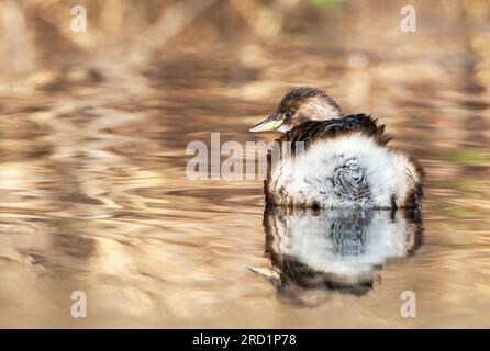 Little Grebe (Tachybaptus ruficollis) im Winter im See in Katwijk in den Niederlanden. Stockfoto