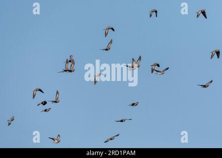 Stock Dove (Columba oenas) in den Niederlanden. Schwarm im Flug über Limburg. Stockfoto