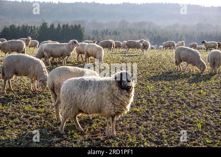 Geografie/Reise, Deutschland, Hessen, Niedernhausen, ADDITIONAL-RIGHTS-CLEARANCE-INFO-NOT-AVAILABLE Stockfoto