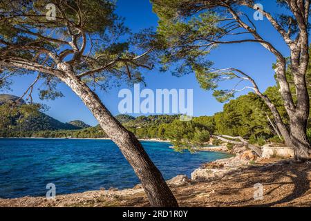 Geografie/Reise, Spanien, Mallorca, Hafen von Pollenca, Strand Platja de Formentor, Mallorca, ZUSÄTZLICHE-RECHTE-FREIGABE-INFO-NICHT-VERFÜGBAR Stockfoto