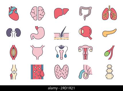 Vektorsymbole Für Innere Organe Festgelegt. Enthält Symbole wie Fortpflanzungssystem, Gehirn, Herz, Blutgefäße, Lungen, Leber, Auge, Bauchspeicheldrüse, Urin Stock Vektor