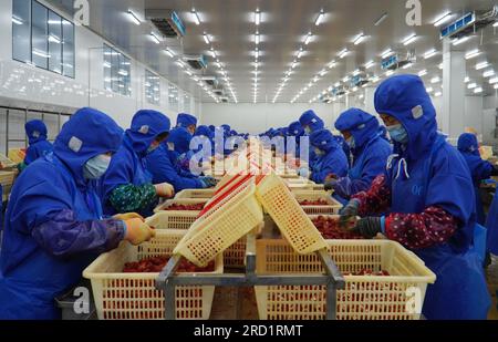 (230718) -- NANXIAN, 18. Juli 2023 (Xinhua) -- Mitarbeiter arbeiten am 1. Juni 2023 in einer Werkstatt einer Langustenverarbeitungsanlage im Bezirk Nanxian, Provinz Hunan in Zentralchina. Im Sommer beginnt die Flusskrebse-Saison und das Nanxian County wird zu einem geschäftigen Zentrum der Aktivität. Nanxian liegt im Hinterland des Dongting Lake, Chinas zweitgrößter Süßwassersee, und ist bekannt für seine reichhaltigen Wasserressourcen. Er verfügt über einen beeindruckenden durchschnittlichen täglichen Ertrag von 850 Tonnen Langusten. ZUSAMMEN MIT „in ganz China: Vom Feld bis zur Gabel ernten Hunans Krebserfarmer Erfolg“ (Xinhua/Zhang Ge) Stockfoto