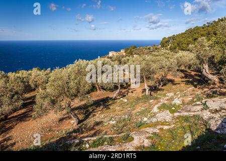 Geografie/Reise, Spanien, Mallorca, Deia, Olivenhain der Serra de Tramuntana bei Son Marroig, ZUSÄTZLICHE-RECHTE-FREIGABE-INFO-NICHT-VERFÜGBAR Stockfoto