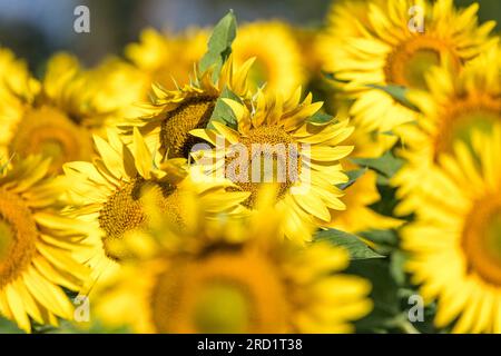 Vetschau, Deutschland. 18. Juli 2023. Sonnenblumen blühen auf einem Feld in der Nähe der Vetschau im Süden Brandenburgs. In Berlin und Brandenburg erwartet Sie helles und sonniges Wetter. Es bleibt trocken, wie der deutsche Wetterdienst (DWD) am Dienstag angekündigt hat. Dementsprechend bewegen sich leichte Wolkenfelder während des Tages mit Höchsttemperaturen zwischen 23 und 27 Grad nach oben. Nachts sind nur wenige Wolken am Himmel zu sehen. Die Temperaturen sinken auf Werte zwischen 10 und 15 Grad. Kredit: Frank Hammerschmidt/dpa/Alamy Live News Stockfoto