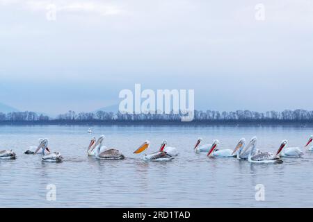 Winterender unreifer weißer Pelikan (Pelecanus onocrotalus) in einer Herde dalmatinischer Pelikane (Pelecanus crispus) im Kerkini-See, Griechenland. Stockfoto
