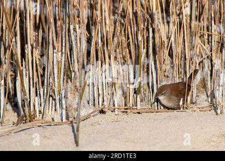 Wintering Cetti's Warbler (Cettia cetti) in den Dünen von Berkheide, südlich von Katwijk, Niederlande. Stockfoto