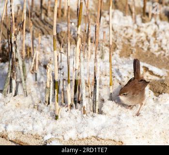 Wintering Cetti's Warbler (Cettia cetti) in den Dünen von Berkheide, südlich von Katwijk, Niederlande. Futtersuche auf dem Boden. Stockfoto