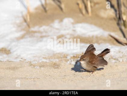 Wintering Cetti's Warbler (Cettia cetti) in den Dünen von Berkheide, südlich von Katwijk, Niederlande. Futtersuche auf dem Boden. Stockfoto