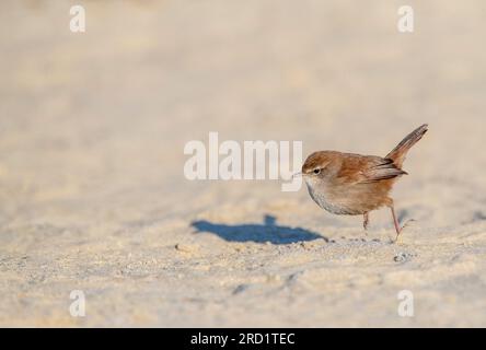 Wintering Cetti's Warbler (Cettia cetti) in den Dünen von Berkheide, südlich von Katwijk, Niederlande. Futtersuche auf dem Boden. Stockfoto