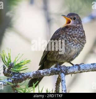 Juveniler eurasischer Schwarzvogel (Turdus merula) in Spanien. Ein Vogel, hoch oben in einem Kiefernbaum. Stockfoto