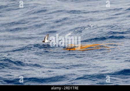 Graurückensturmsturmsturmsturmvogel (Garrodia nereis) im Flug über den pazifischen Ozean des subantarktischen Neuseelands. Futter über schwimmenden Kelp. Stockfoto