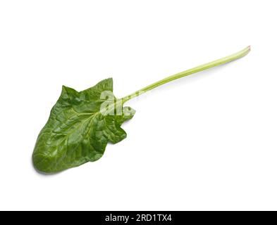 Blatt aus frischem grünen organischen Spinat auf weißem Hintergrund, Nahaufnahme, Draufsicht. Stockfoto