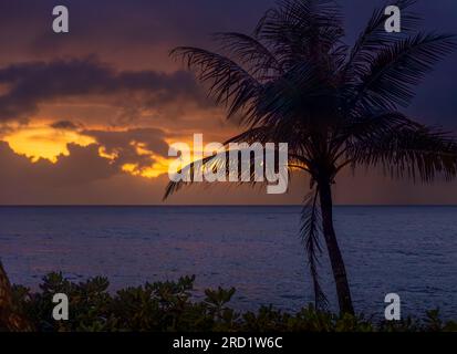 Silhouette einer Palme vor einem stimmungsvollen Sonnenaufgang über dem Meer. Stockfoto