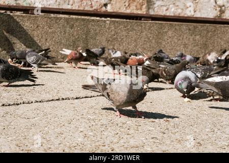 Stadttauben pflücken Brotkrümel auf dem Bürgersteig Stockfoto