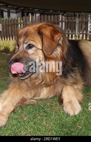 Berner Berghund und Schäferhund-Hybridenhund - Bernersennen Schäferhund Mischling Stockfoto