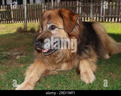 Berner Berghund und Schäferhund-Hybridenhund - Bernersennen Schäferhund Mischling Stockfoto