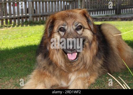 Berner Berghund und Schäferhund-Hybridenhund - Bernersennen Schäferhund Mischling Stockfoto