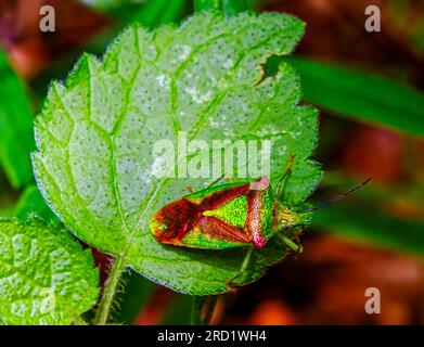 Acanthosoma haemorrhoidale auch bekannt als Hawthorn-Schildkäfer auf einem grünen Blatt Stockfoto