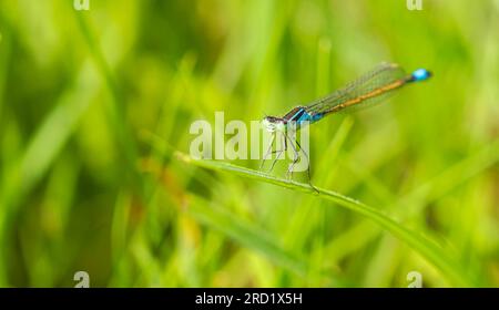 Blaue Libelle, die knappe Blauschwanzfliege oder kleine Blauschwanzflosse (Ischnura pumilio) auf einem grünen Grasblatt Stockfoto