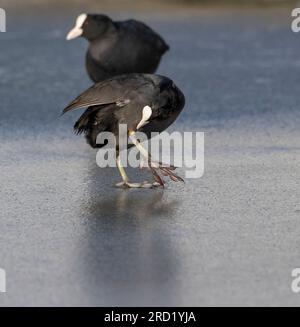 Winterende eurasische Kühe (Fulica atra) in Katwijk, Niederlande. Er stand auf Eis und knackte auf einer Wunde am Bein. Stockfoto