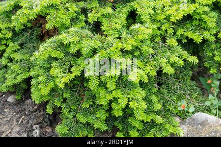 Tsuga canadensis „Nana“, langsam wachsender, Pflanzen, Evergreen, Zwergbaum Stockfoto