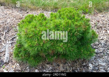 Niedrig, Wachstum, dicht, Blattwerk, Pinus nigra „Bambola“, Zwerg, Baum geeignet für Felsen Stockfoto