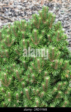 Zwergkiefer, Pinus rotundata „Kladska“ langsam wachsende Kiefer Stockfoto