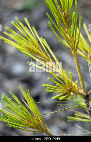 Pinus strobus Bennett OD östliche Weißkiefernzweig Stockfoto