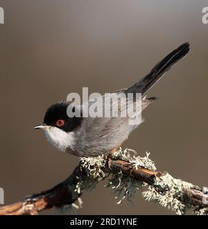 Männlicher Sardinischer Krieger (Sylvia melanocephala) in Extremadura, Spanien. Auf einem moosbedeckten Ast. Stockfoto
