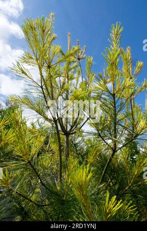 Pinus Strobus „Goldie“, östliche Weißkiefernadeln sind goldgelb im Frühling und Frühsommer Stockfoto