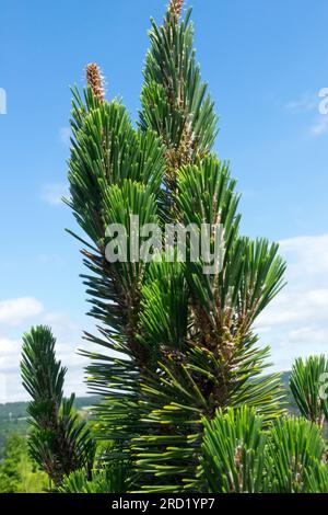 Japanische Schwarze Kiefer, Pinus thunbergii „Kotobuki“ Stockfoto