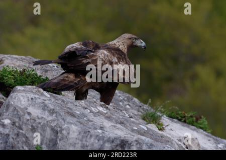 Goldener Adler (Aquila chrysaetos, der auf einem Felsen ruht Stockfoto