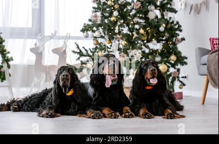 Zu Weihnachten liegen drei Setter-Hunde auf dem Boden neben einem festlichen Baum mit Lichtern zu Hause. Hundetiere in den Weihnachtsfeiertagen zusammen Stockfoto