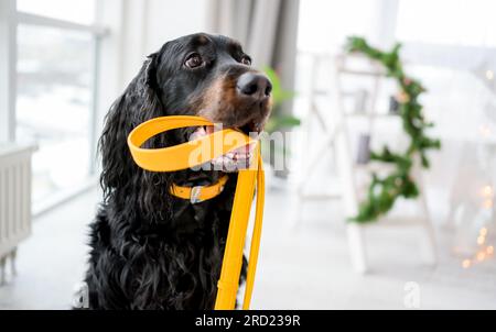 Setter-Hund mit gelber Leine im Mund zu Hause mit Weihnachtsbaum und Lichtern auf dem Hintergrund. Süßes Hundetier im Haus zu Silvester Stockfoto