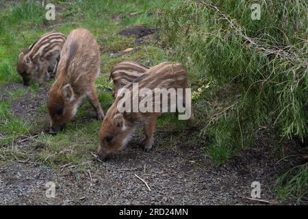 Ferkel oder Esel. Junge Wildschweine. Sus scrofa, Wildschwein oder Schwein auf der Suche nach Nahrung. Stockfoto